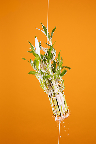 Kat Liu, White Bamboo, 2016