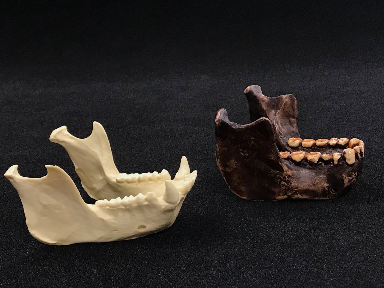 Chimp Aust Mandibles
