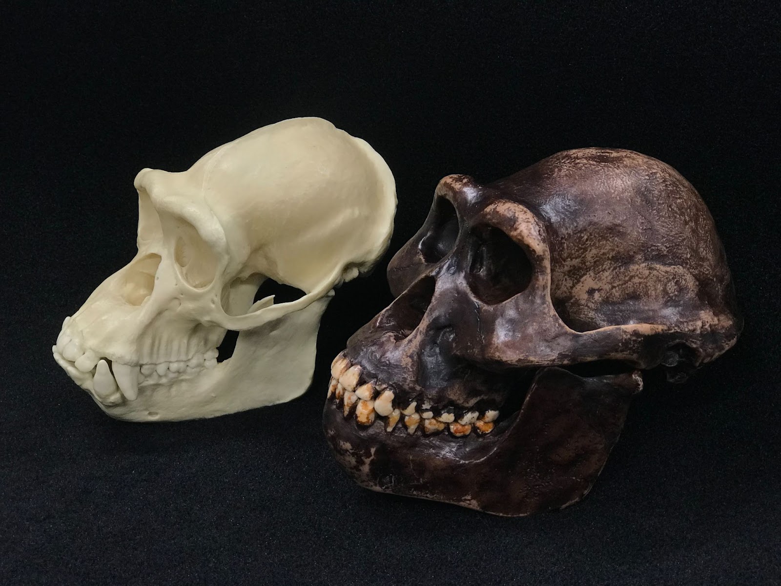 Chimp Aust Skull 