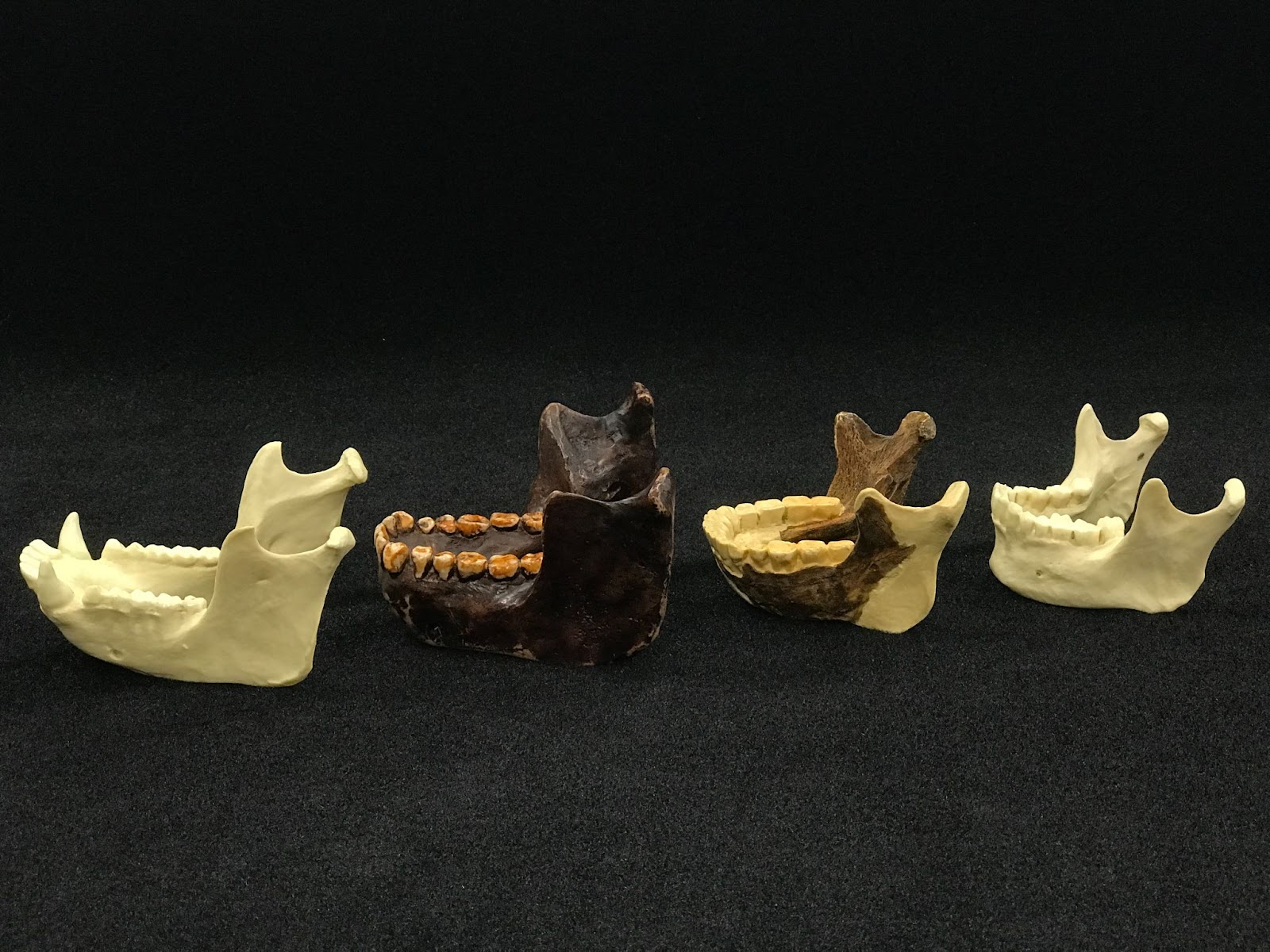 Comparison all four mandibles