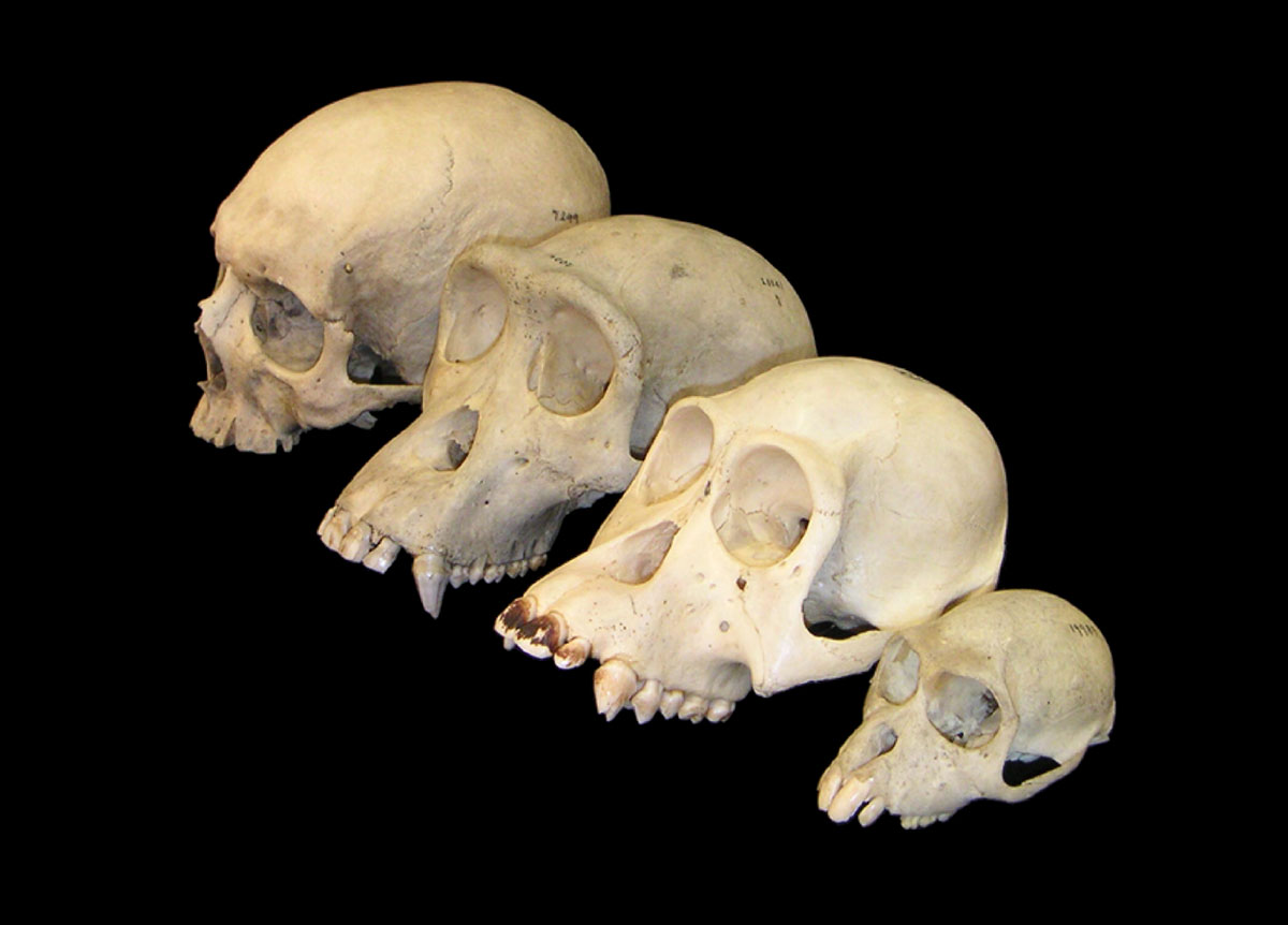 Primate skull series