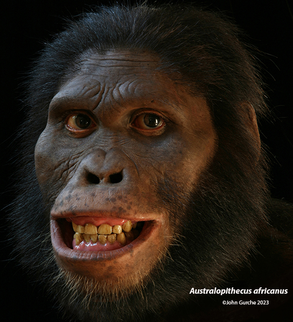 Australopithecus africanus Gurche reconstruction, 2.5 Million Years Ago
