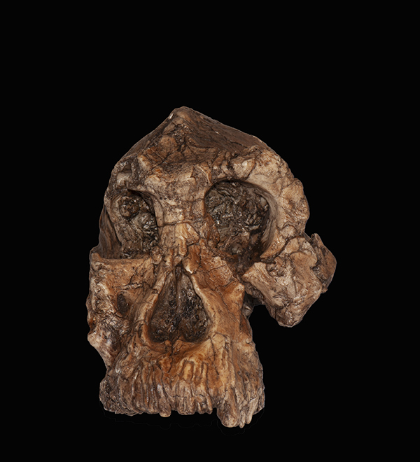 Australopithecus Anamensis skull, 3.8 Million Years Ago