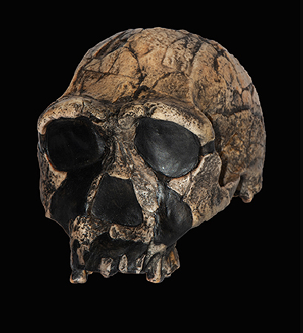 Homo erectus Skull, 1.75 Million Years Ago