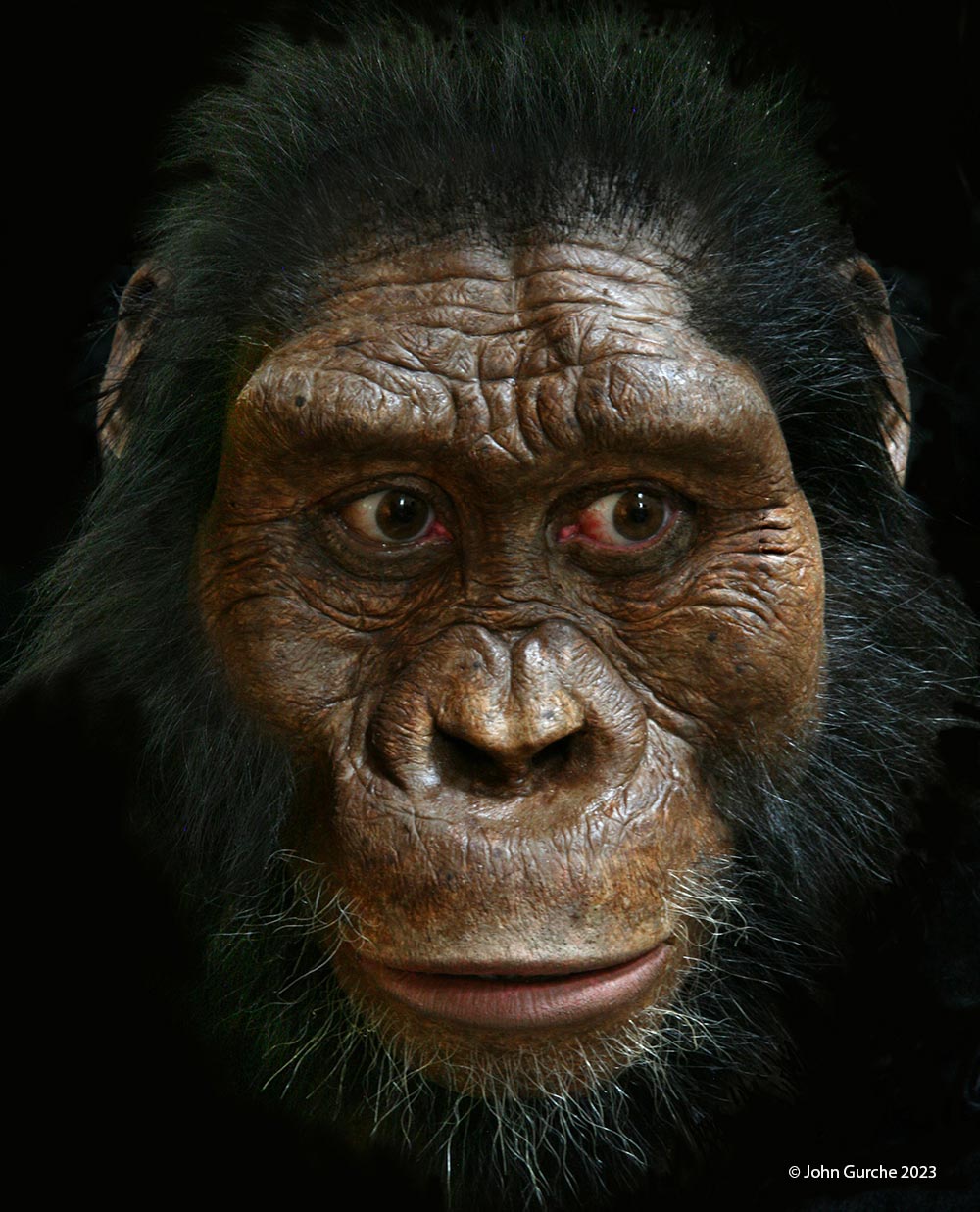 Australopithecus anamensis Gurche reconstruction