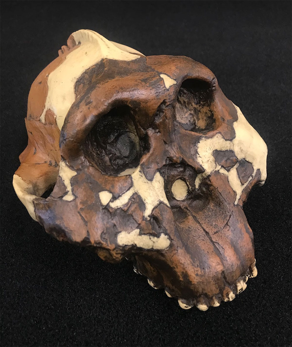 LateralParanthropus boisei skull