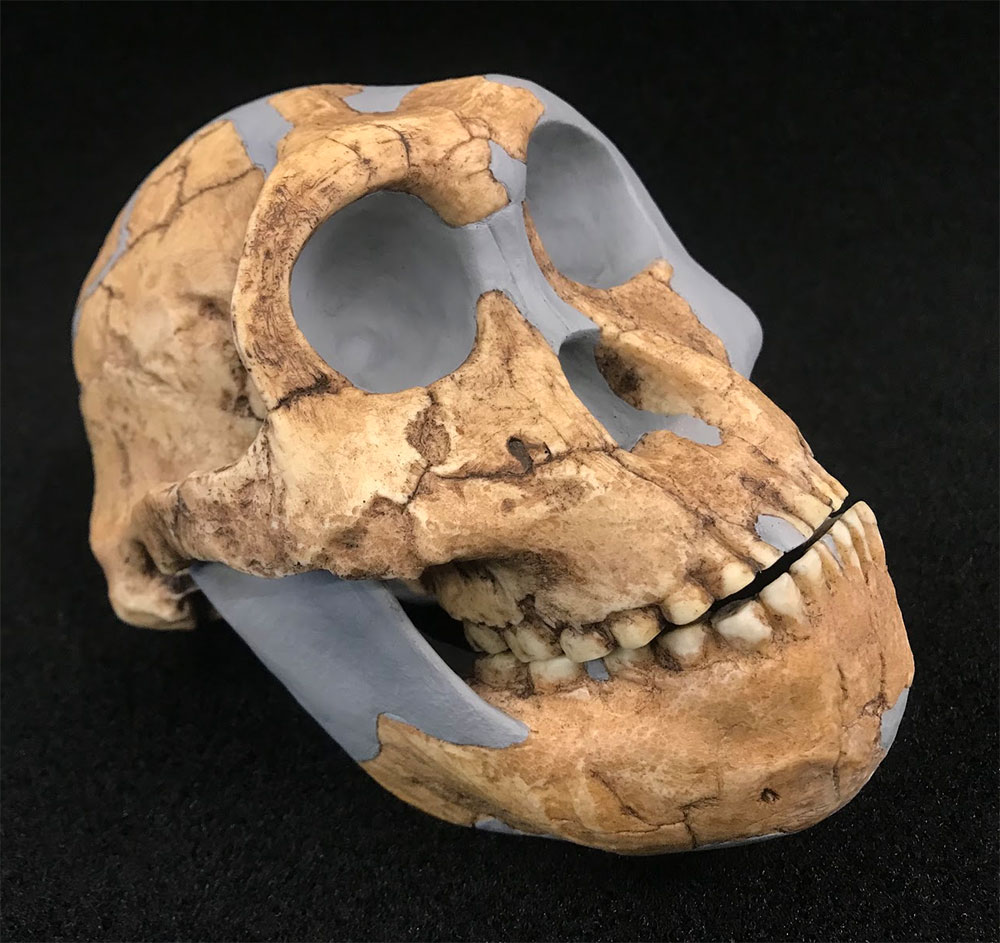Lateral Paranthropus robustus skull