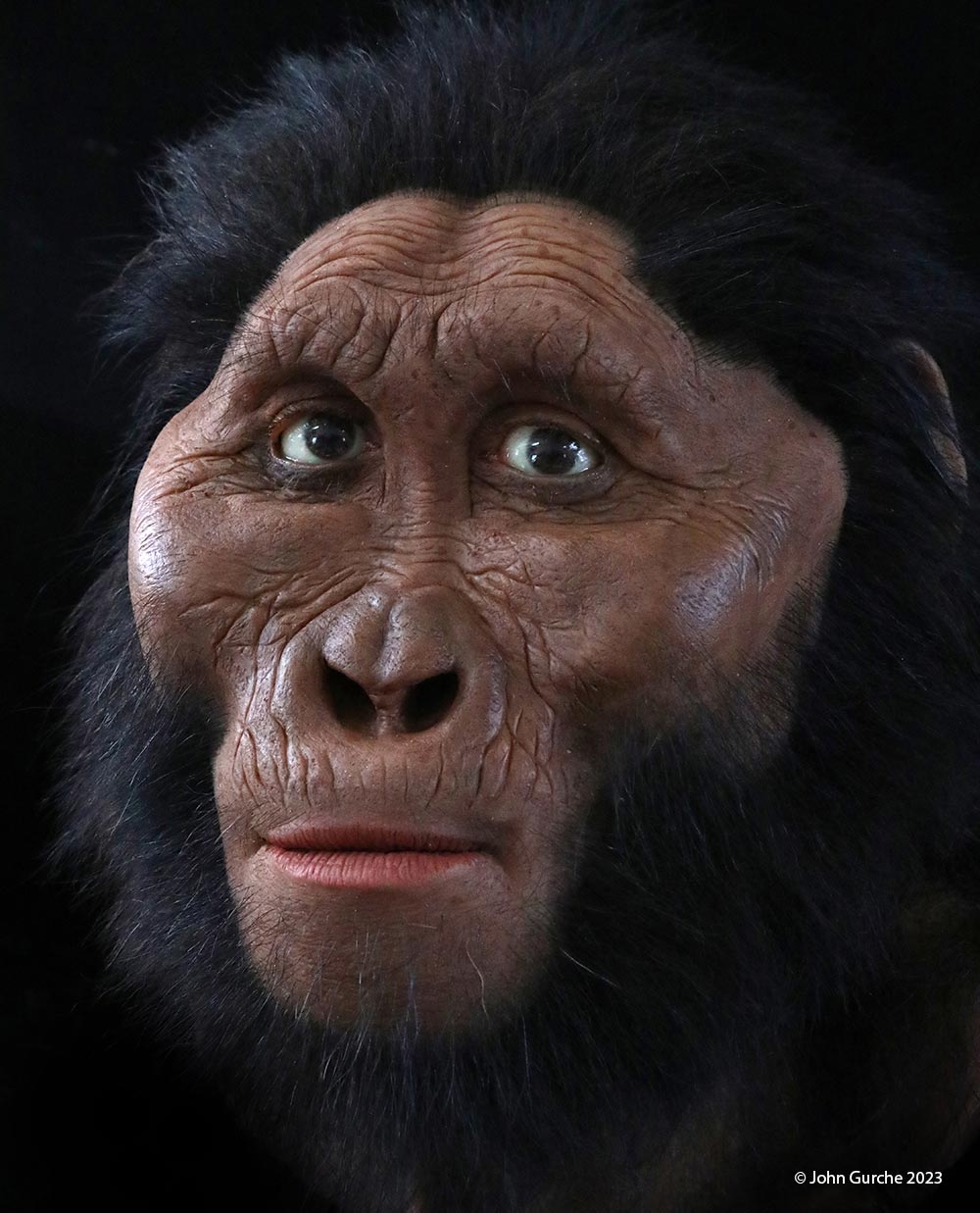Paranthropus robustus Gurche reconstruction