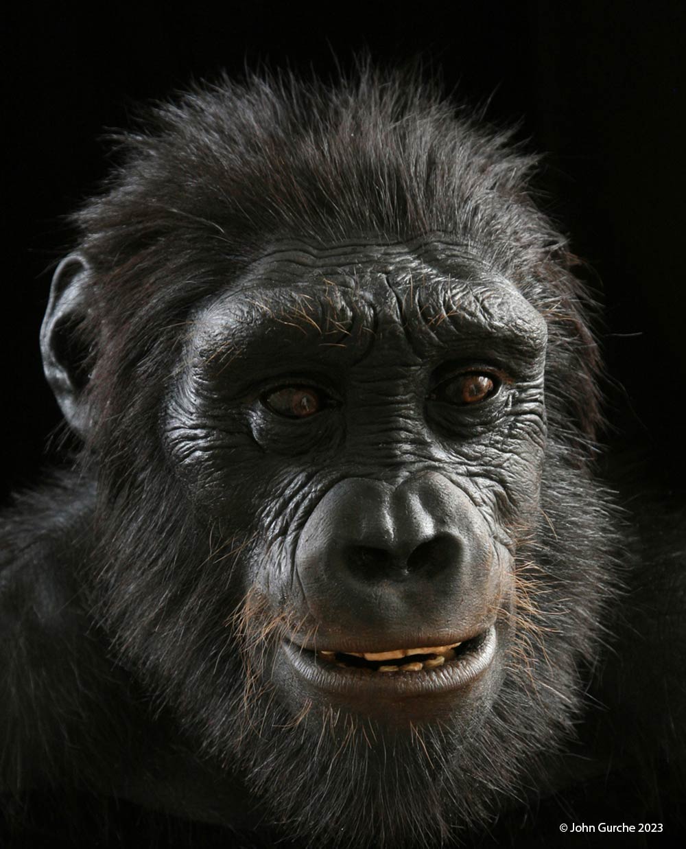 Sahelanthropus tchadensis Gurche reconstruction