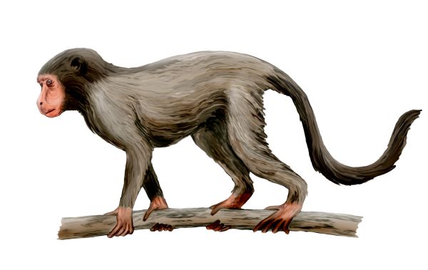 Aegyptopithecus