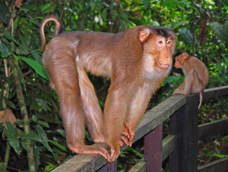 Macaca