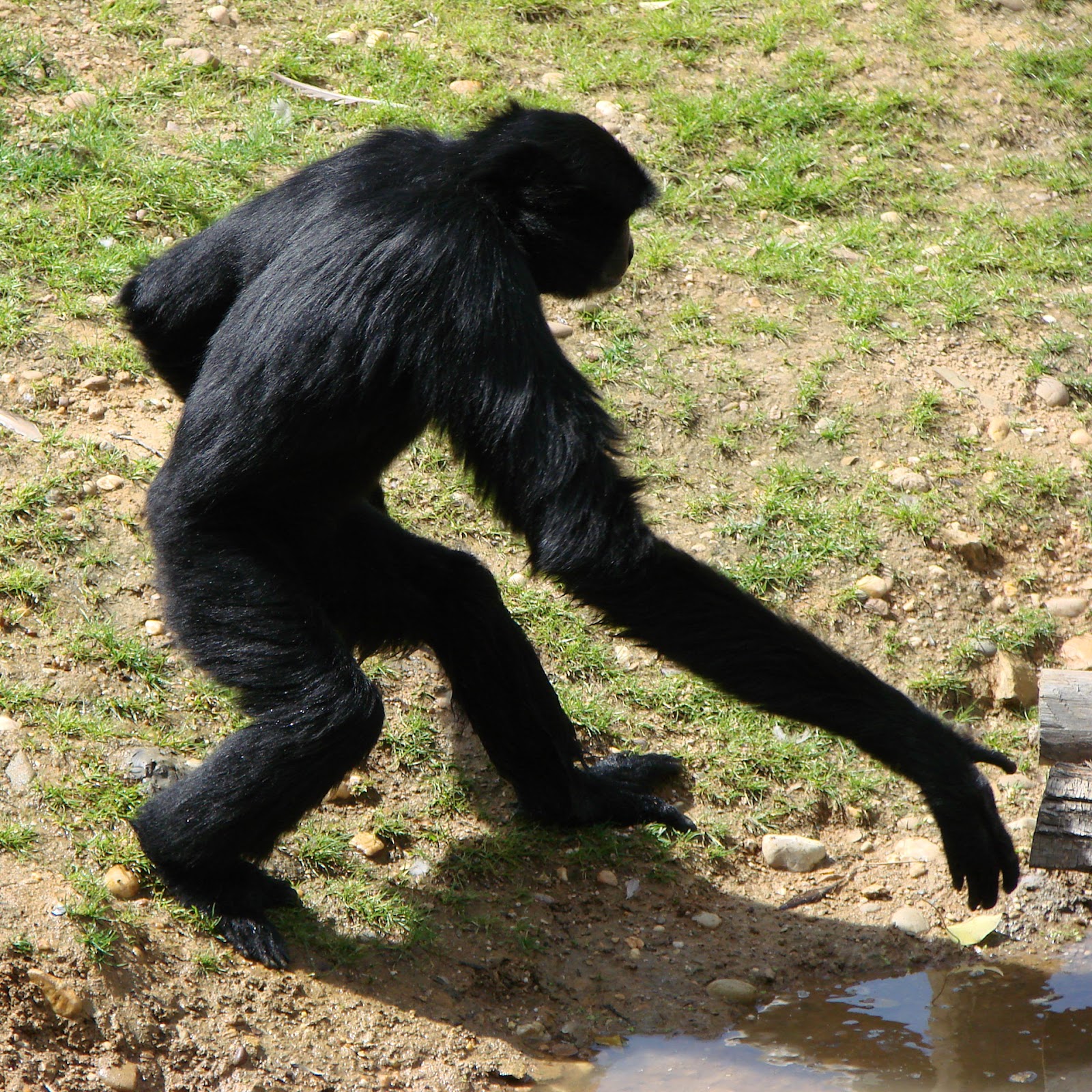 Siamang