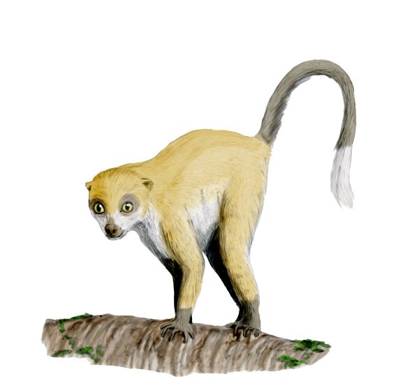 adapids