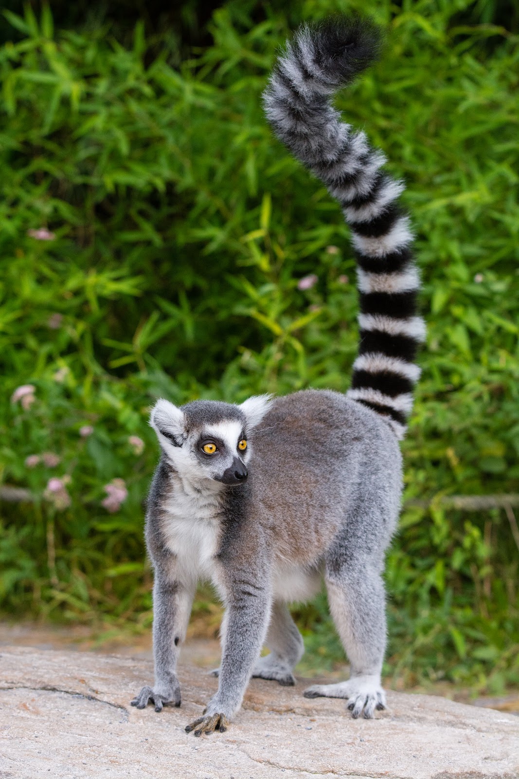 lemur