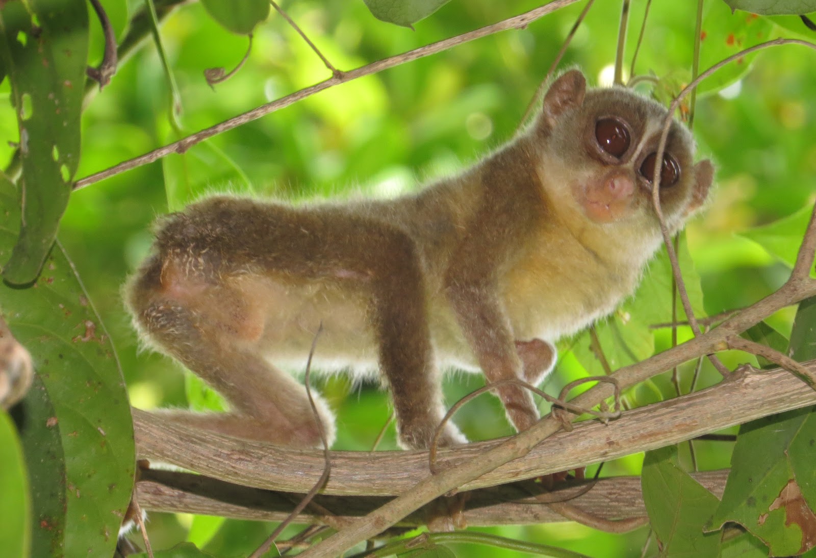 loris