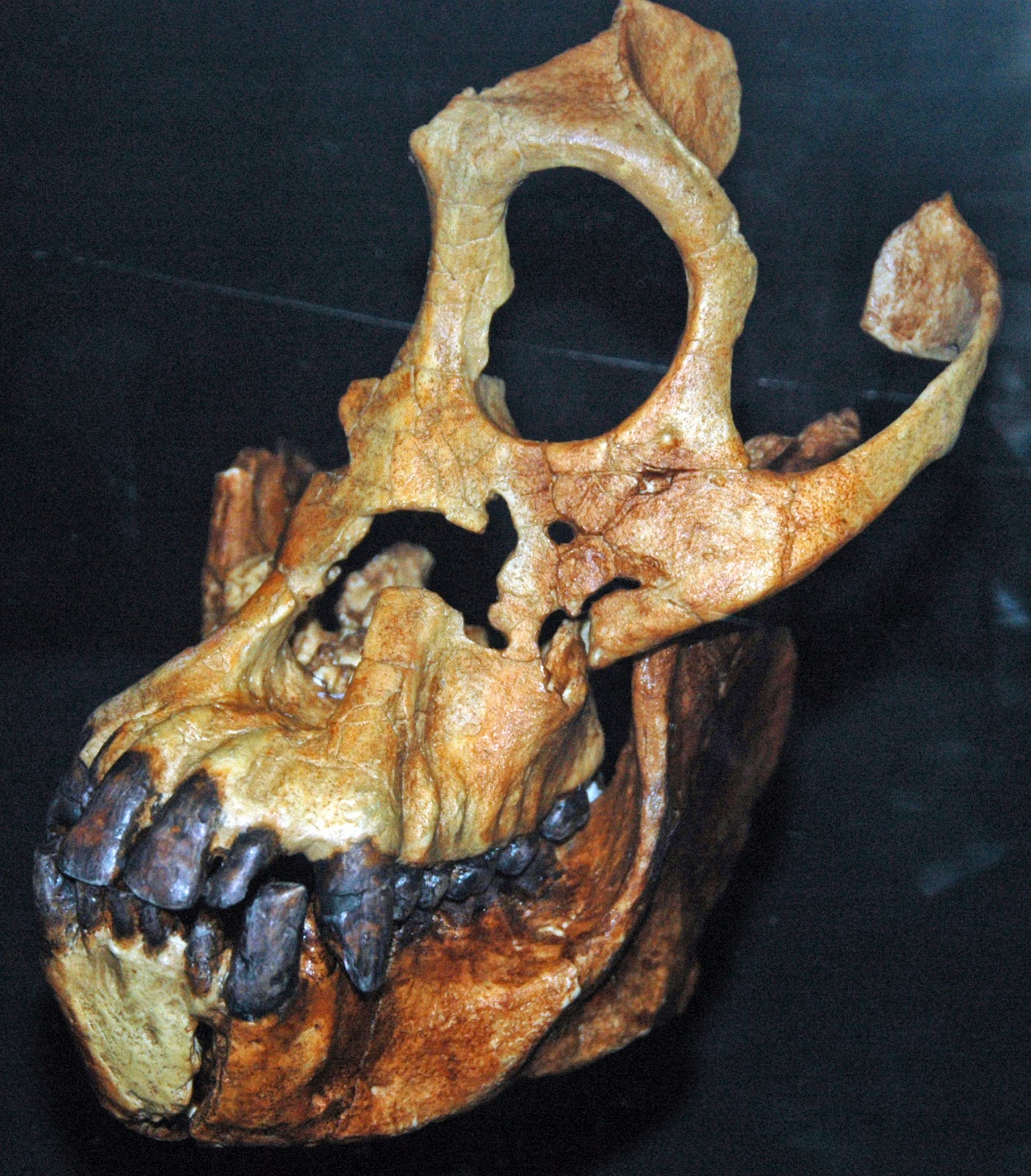 sivapithecus ndicus pilgrim.