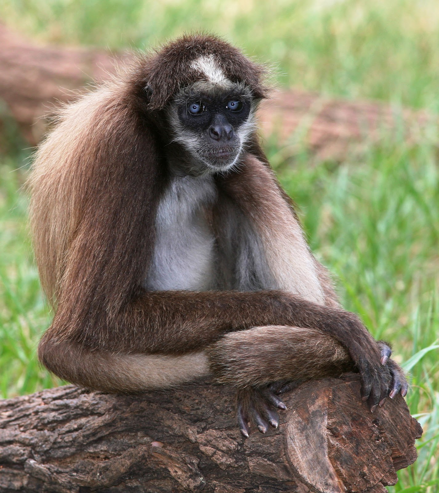 spider monkey